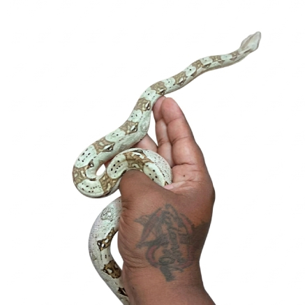Pet Image